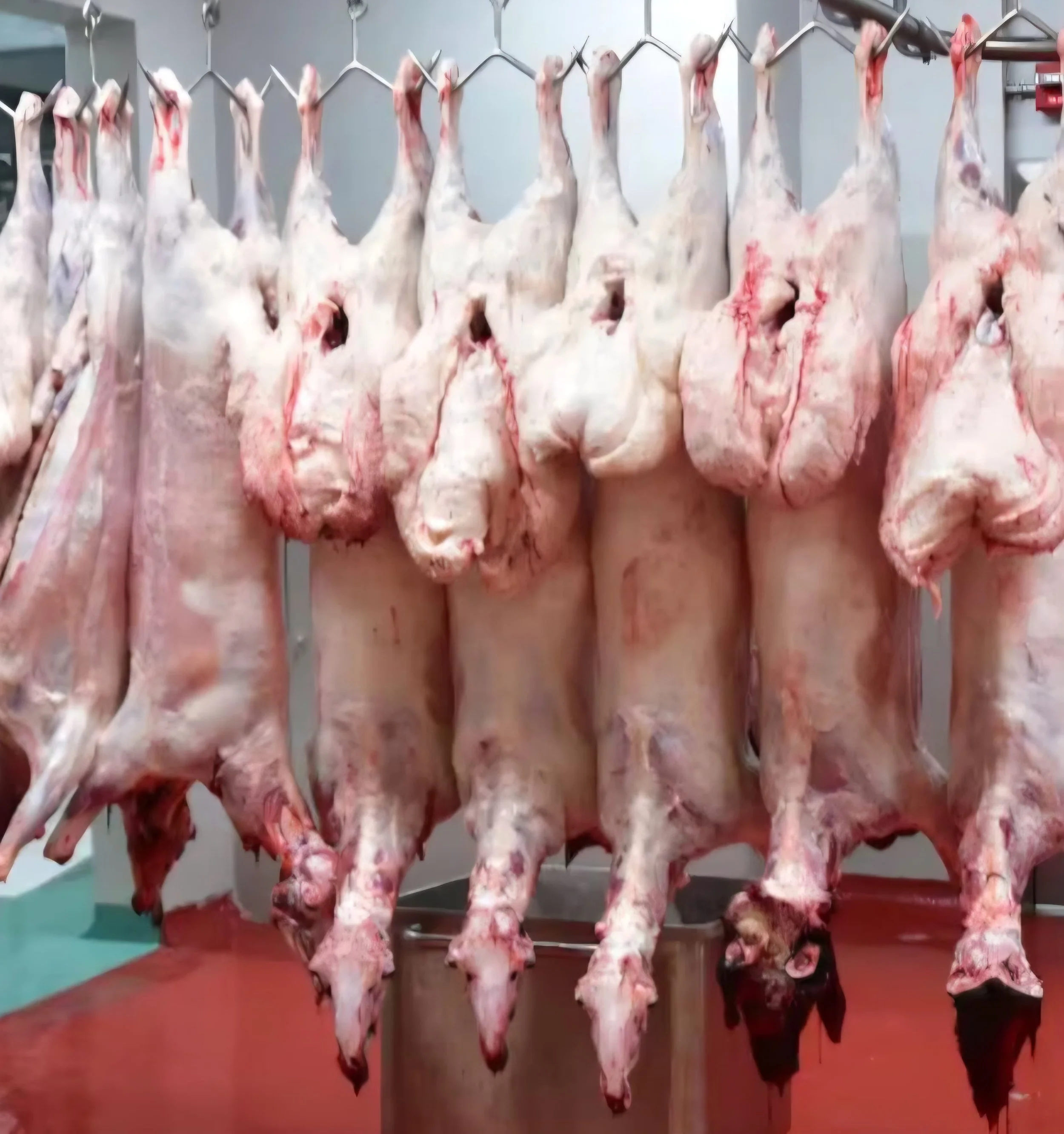 WhatsApp Image 2026-03-29 at 10.24.58.jpeg