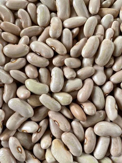 WhatsApp Image 2026-03-29 at 11.13.09 (1).jpeg