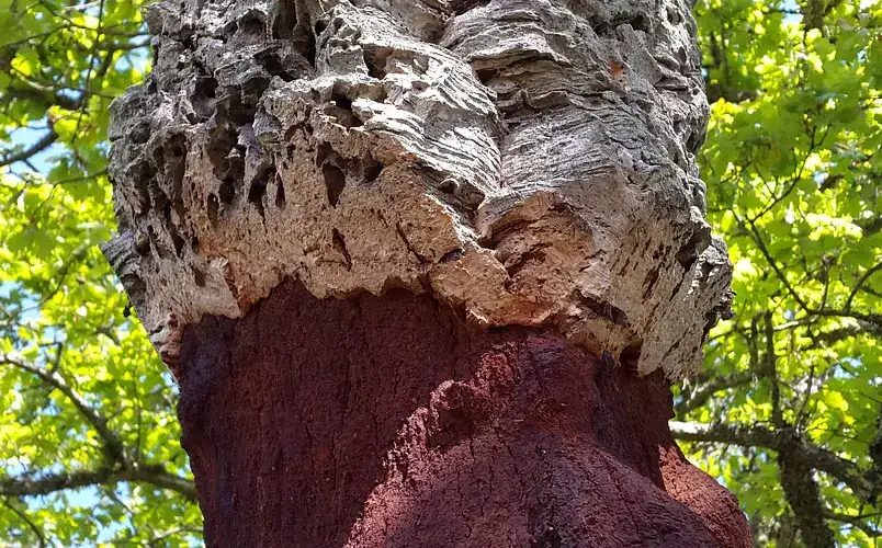 Wat is kurk en waar gebruik je dat voor