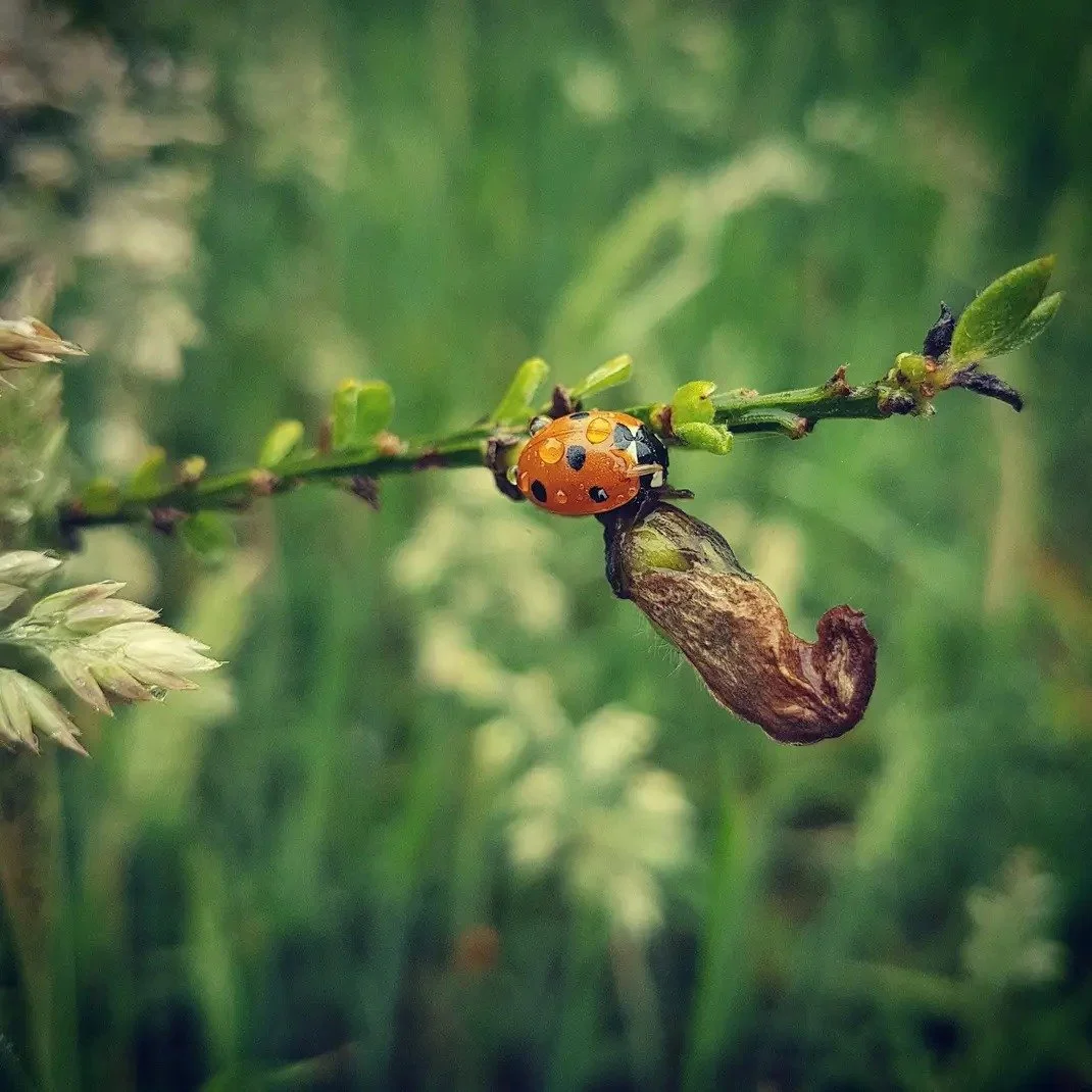 A close-up of a ladybug on a green plant stem with a blurred green background.