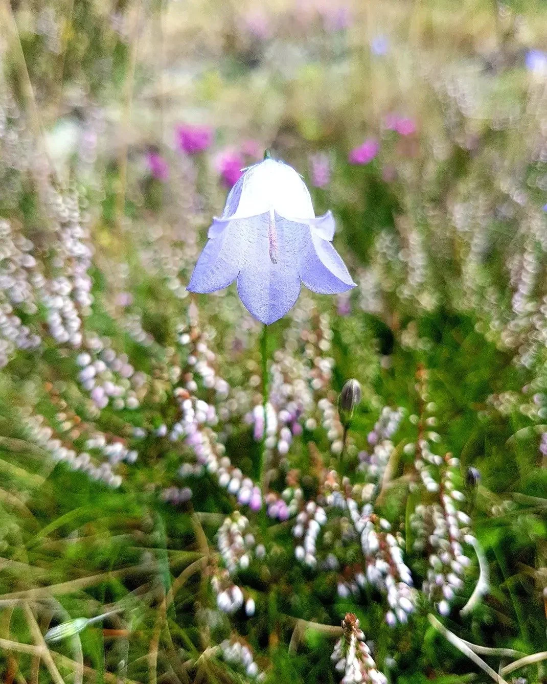 A purple and white bell-shaped flower standing among small white and purple flowers and green grass, with a blurred background of similar plants.