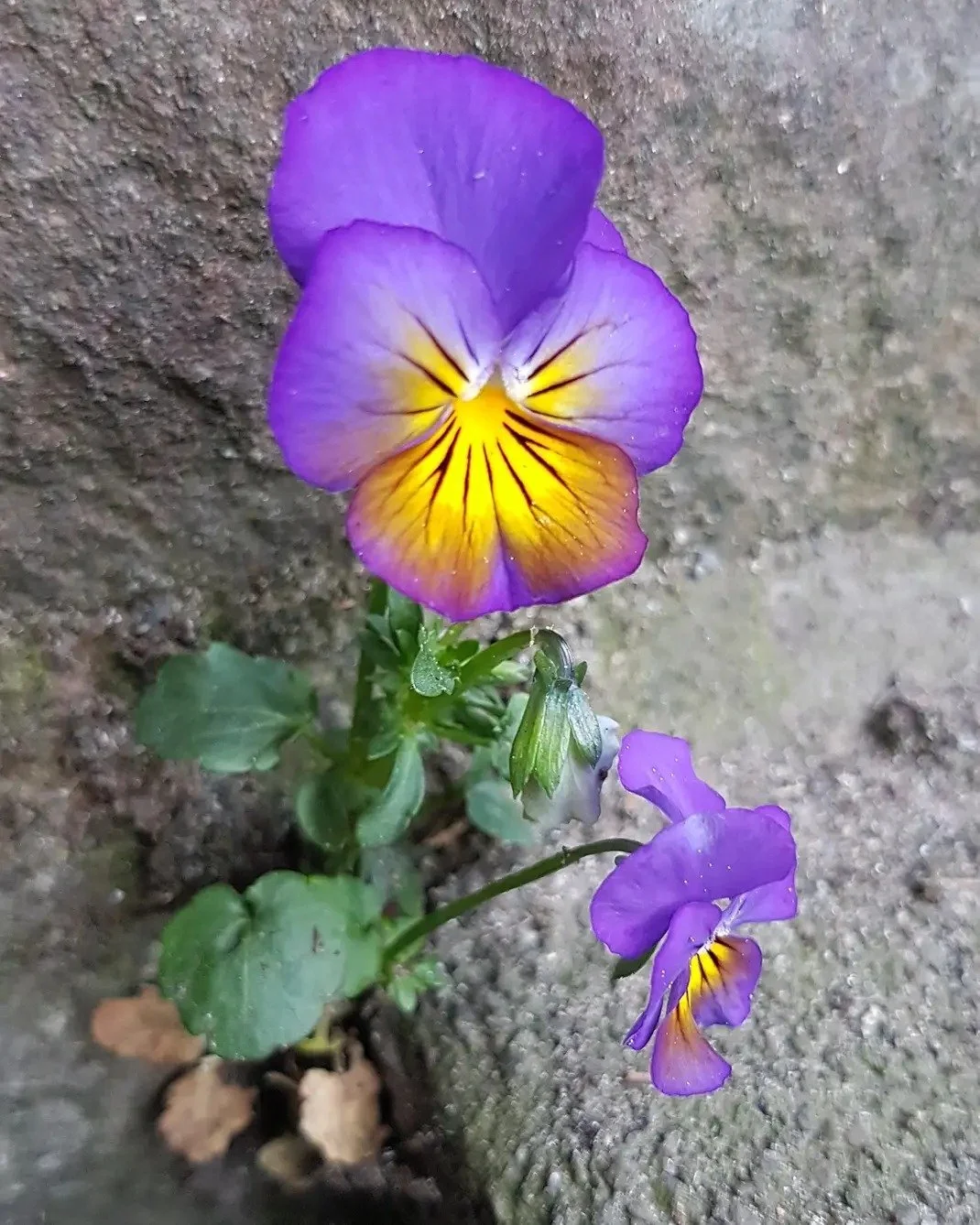 Purple and yellow pansy flower growing in soil in front of a concrete wall.
