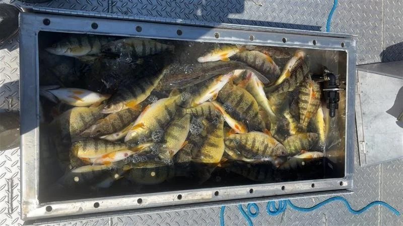 A metal tank filled with live fish, including yellow and black striped fish, on a boat deck.