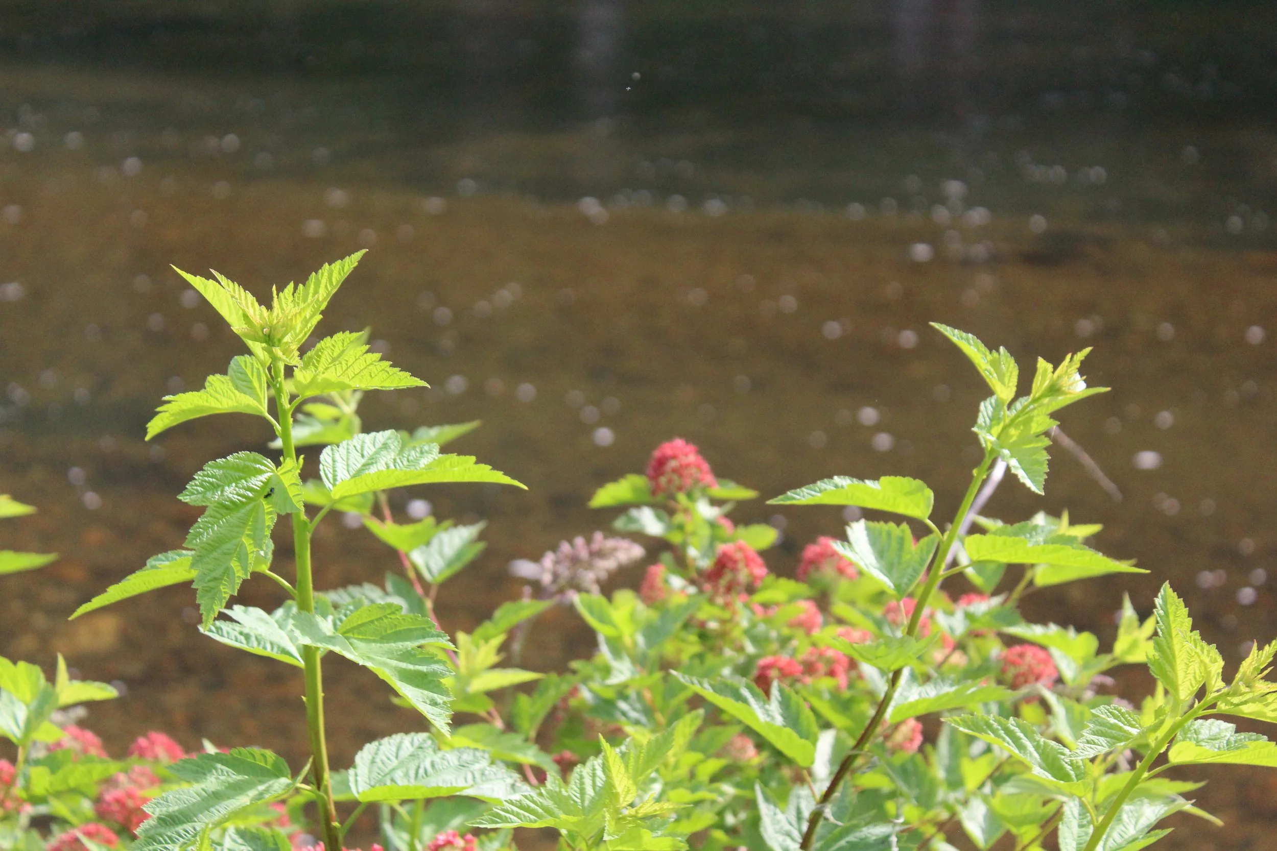 new-river-outfitters-ashe-county-nc (8).JPG