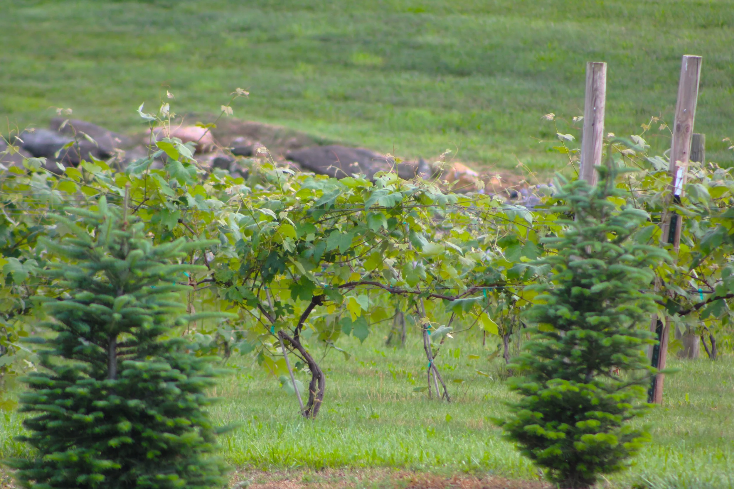old-barn-winery (75).JPG