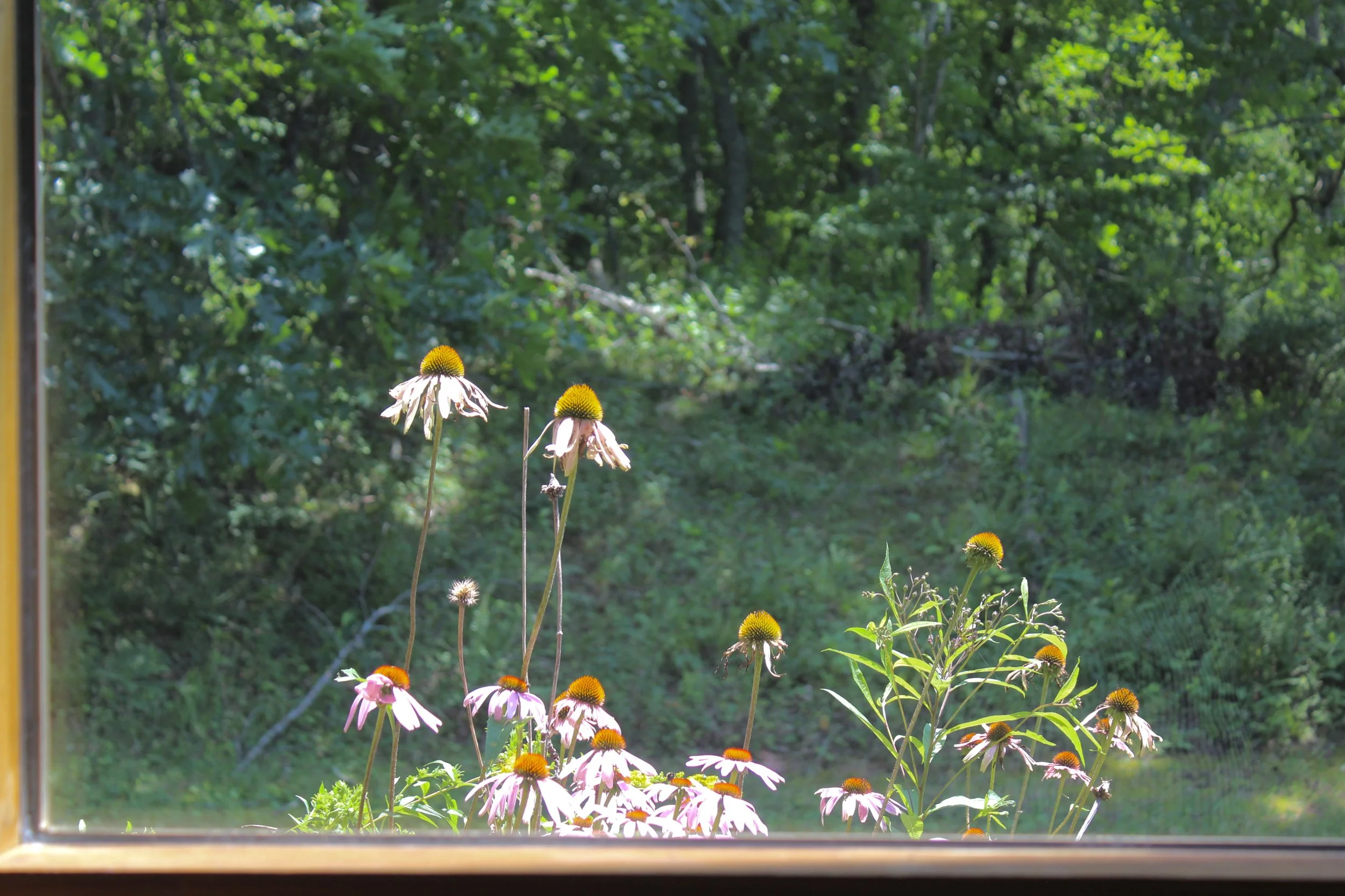 new-river-state-park (11).jpg