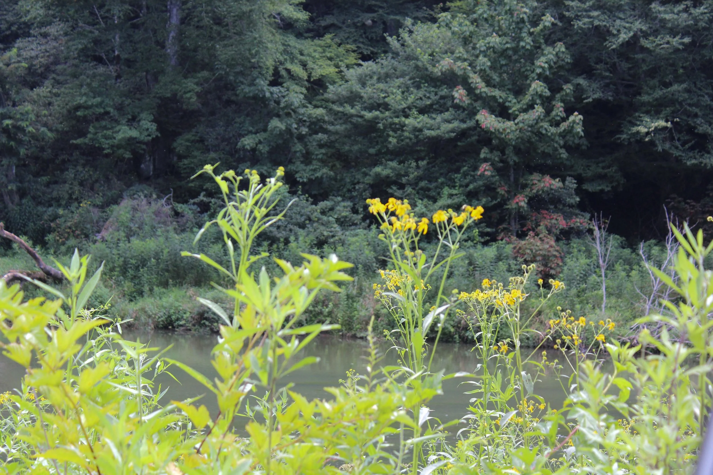 new-river-state-park (25).jpg