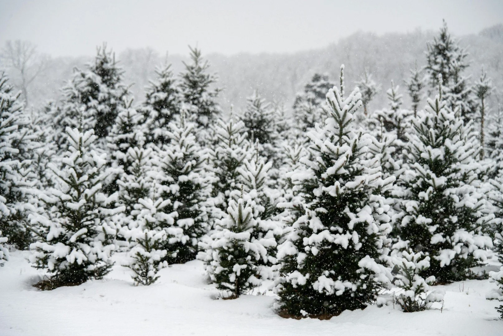 Blue Ridge Mountain retreat experience