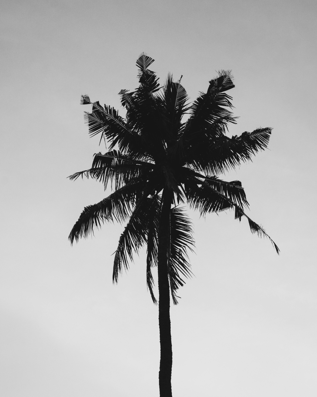 Silhouette of a tall palm tree against a gray sky.