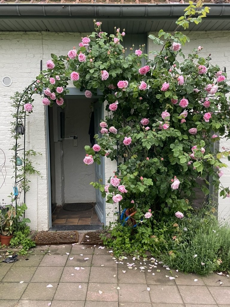 Kriekentuin rental Hageland exterior roses private entrance warm welcome