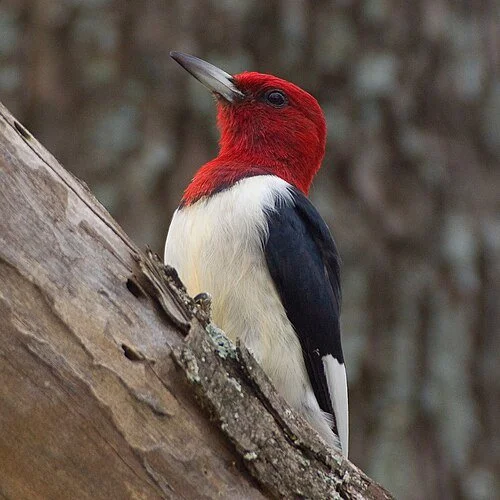 Red-headed woodpecker on a tree limb