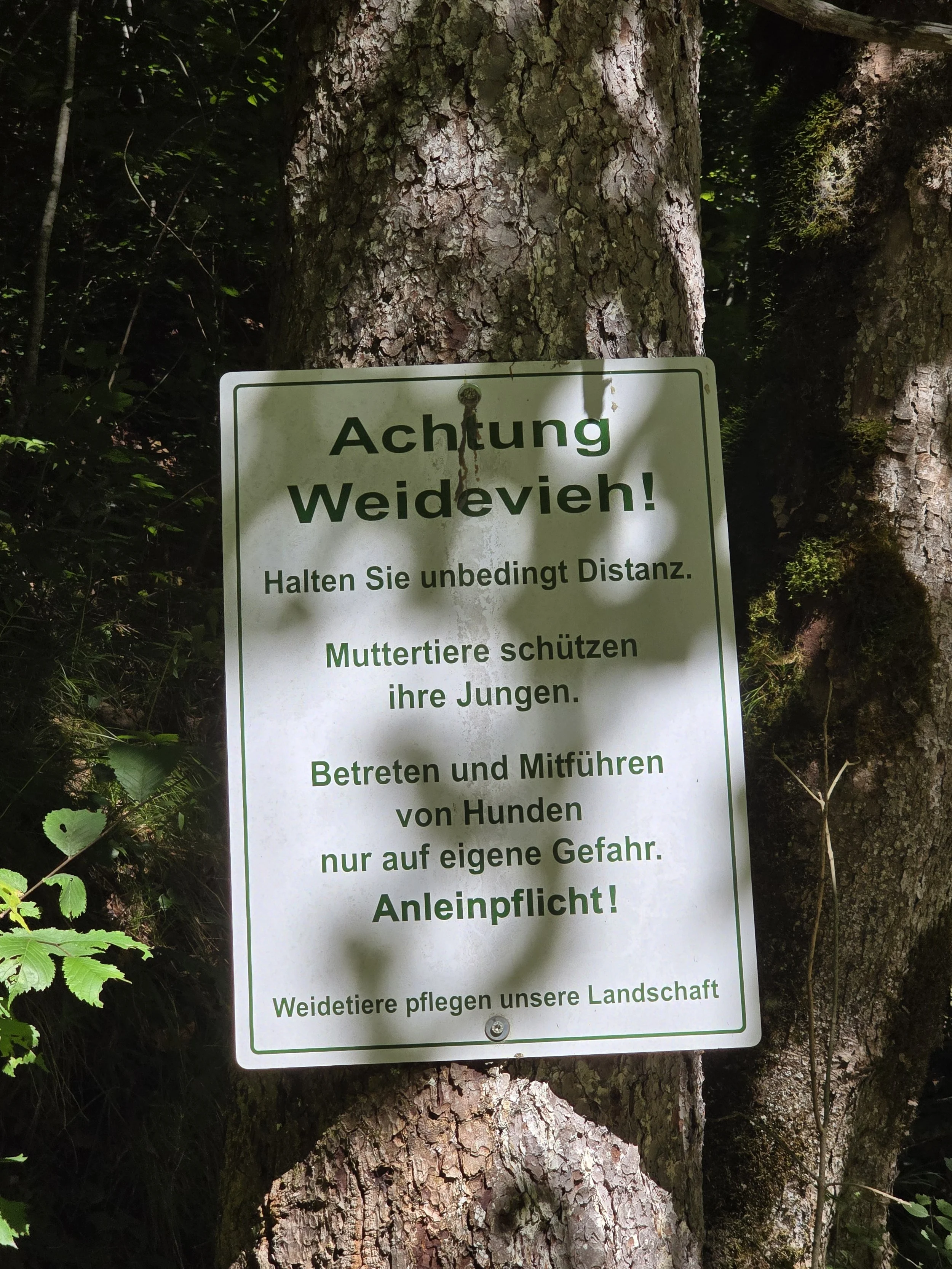 Wandern mit Hund auf der Alm: So verhältst du dich bei Weidevieh