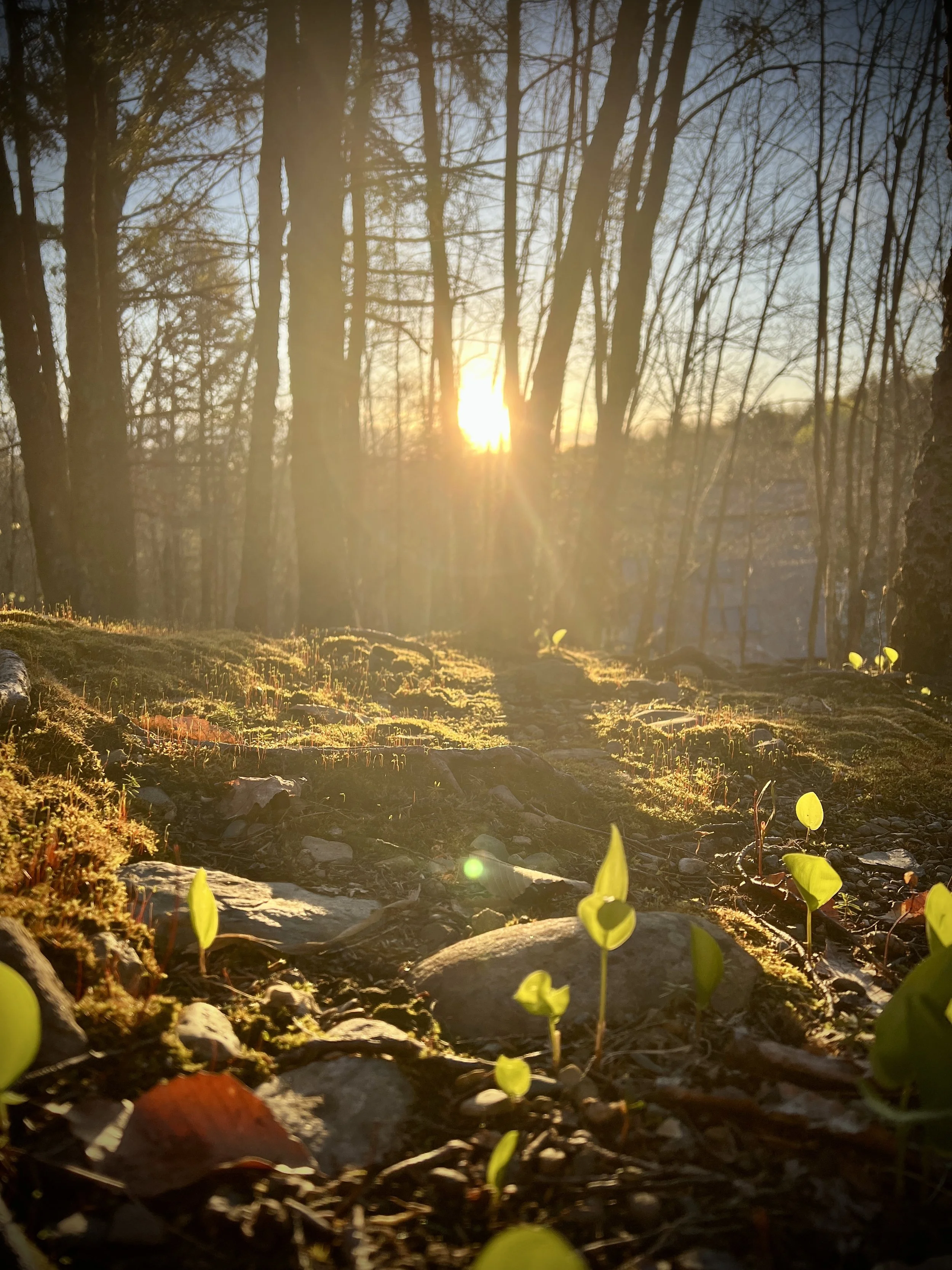 Dawn in the forest