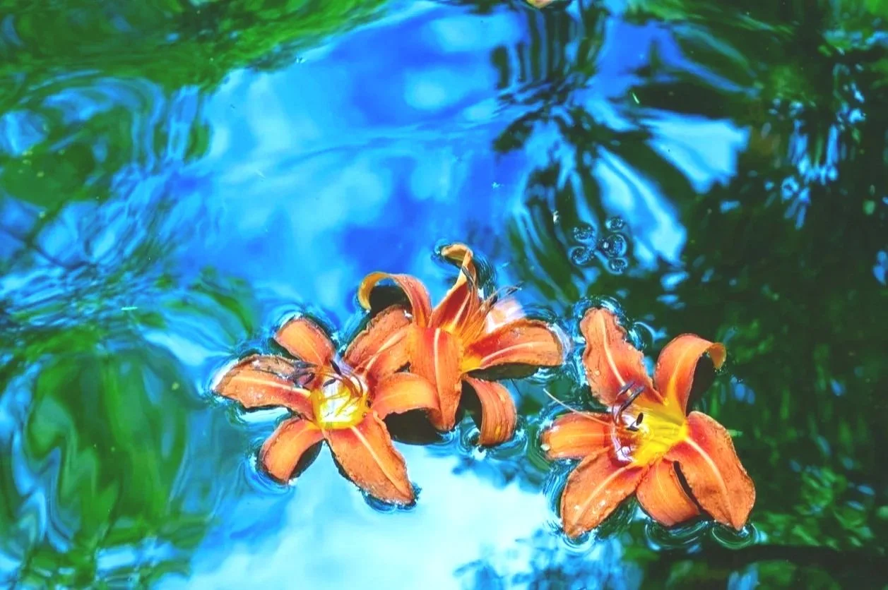 Tiger Lilies on Lemon stream