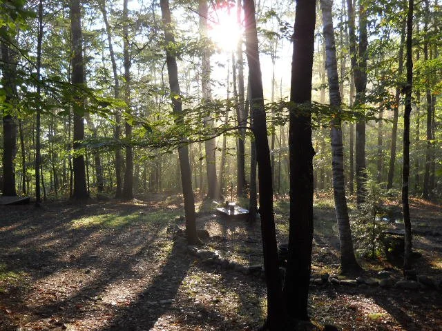 Magical woods by the Yoga Shala