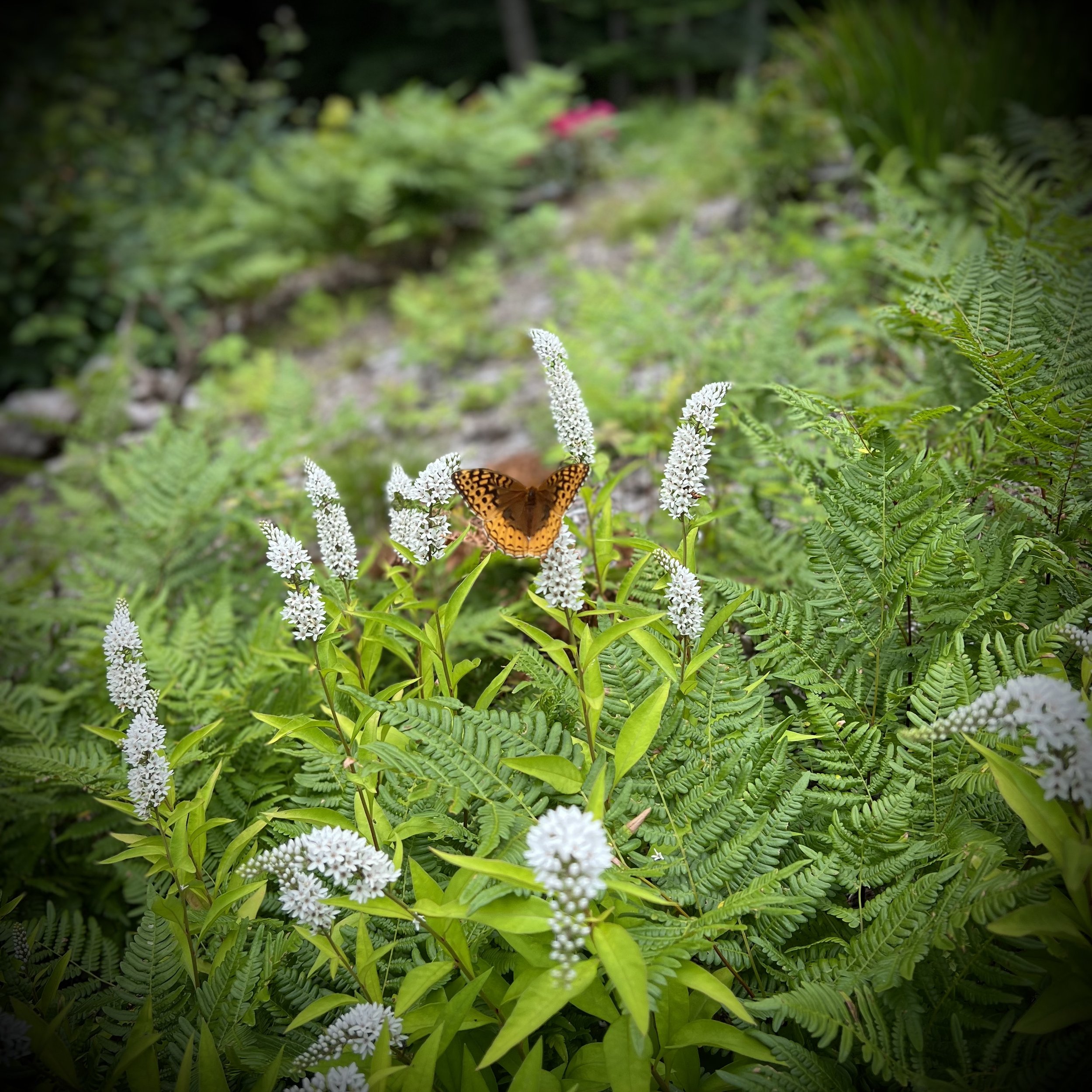 Butterfly in the garden