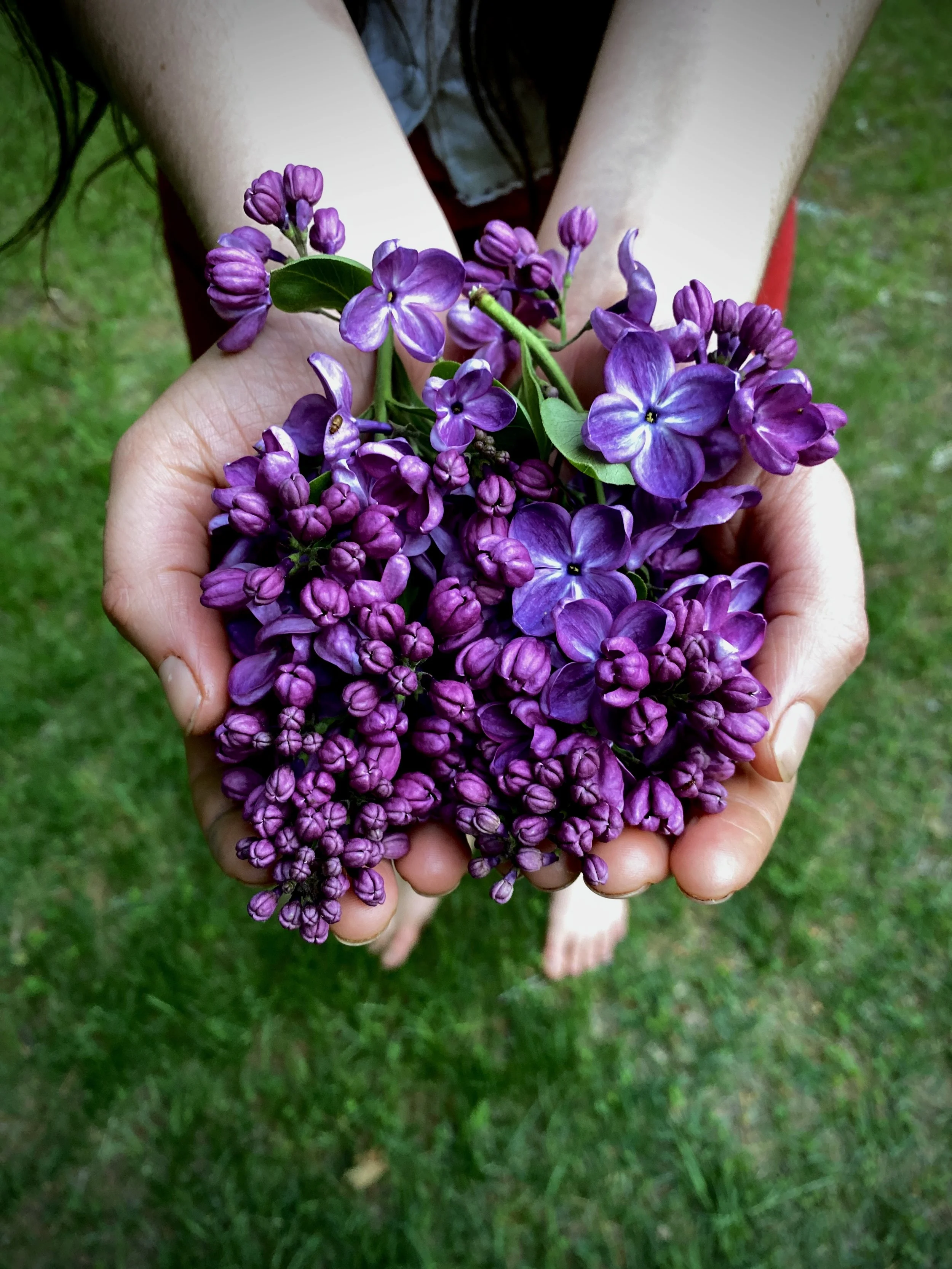 A handful of Lilacs