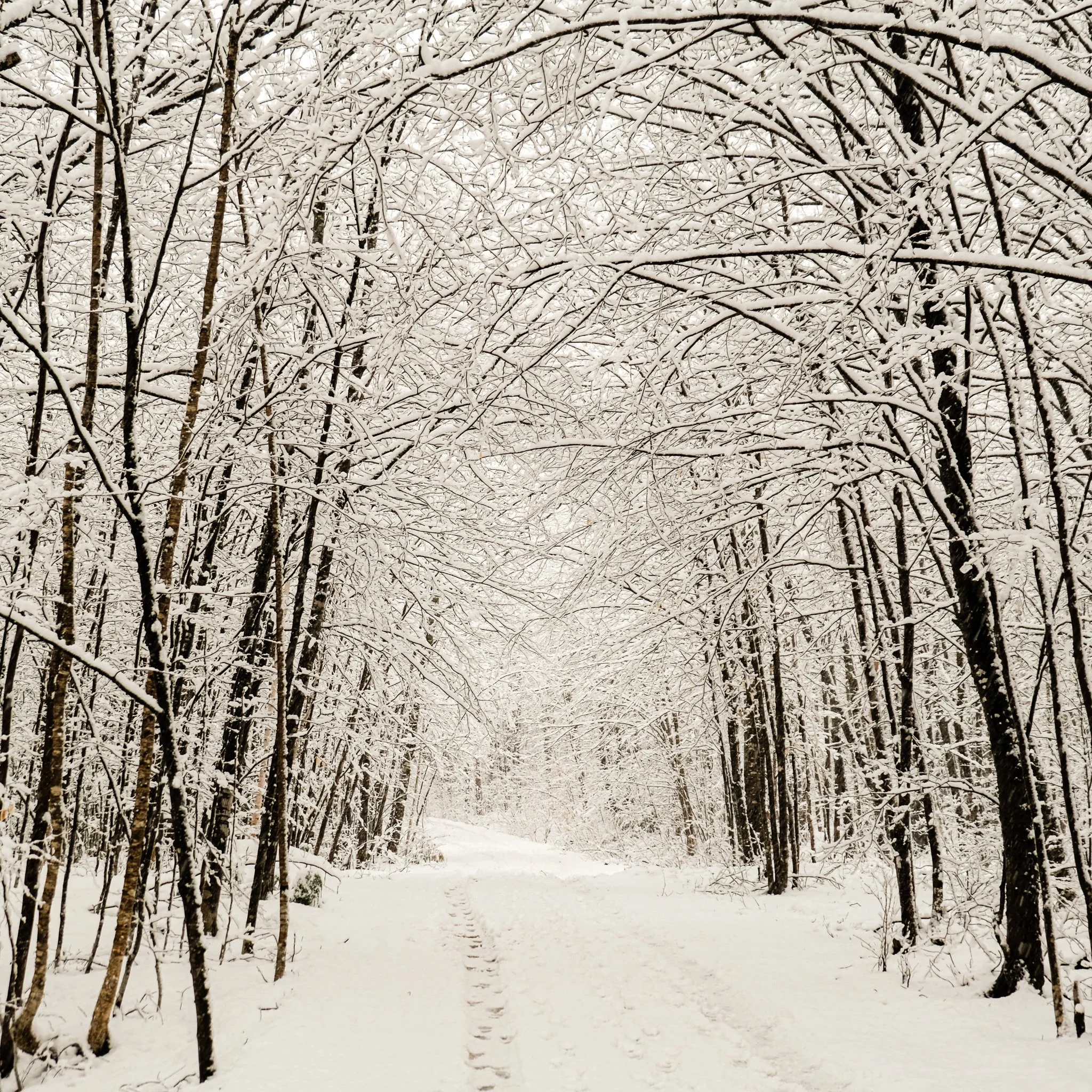 Walking through winter wonderland