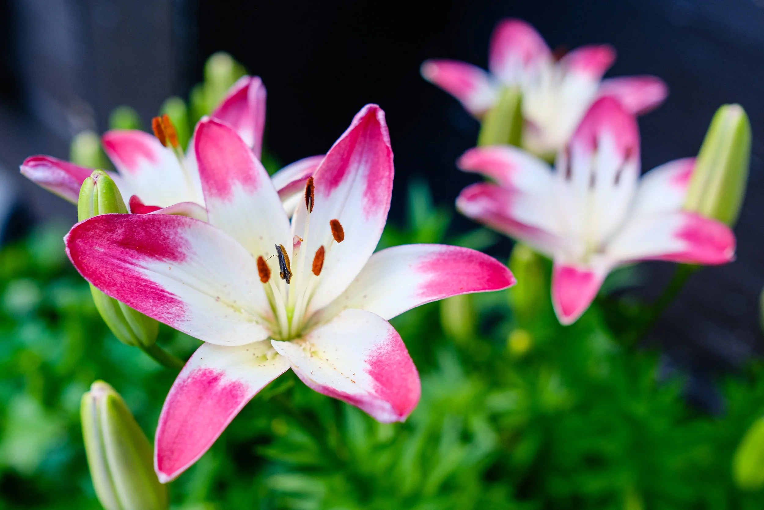 Lily in the garden