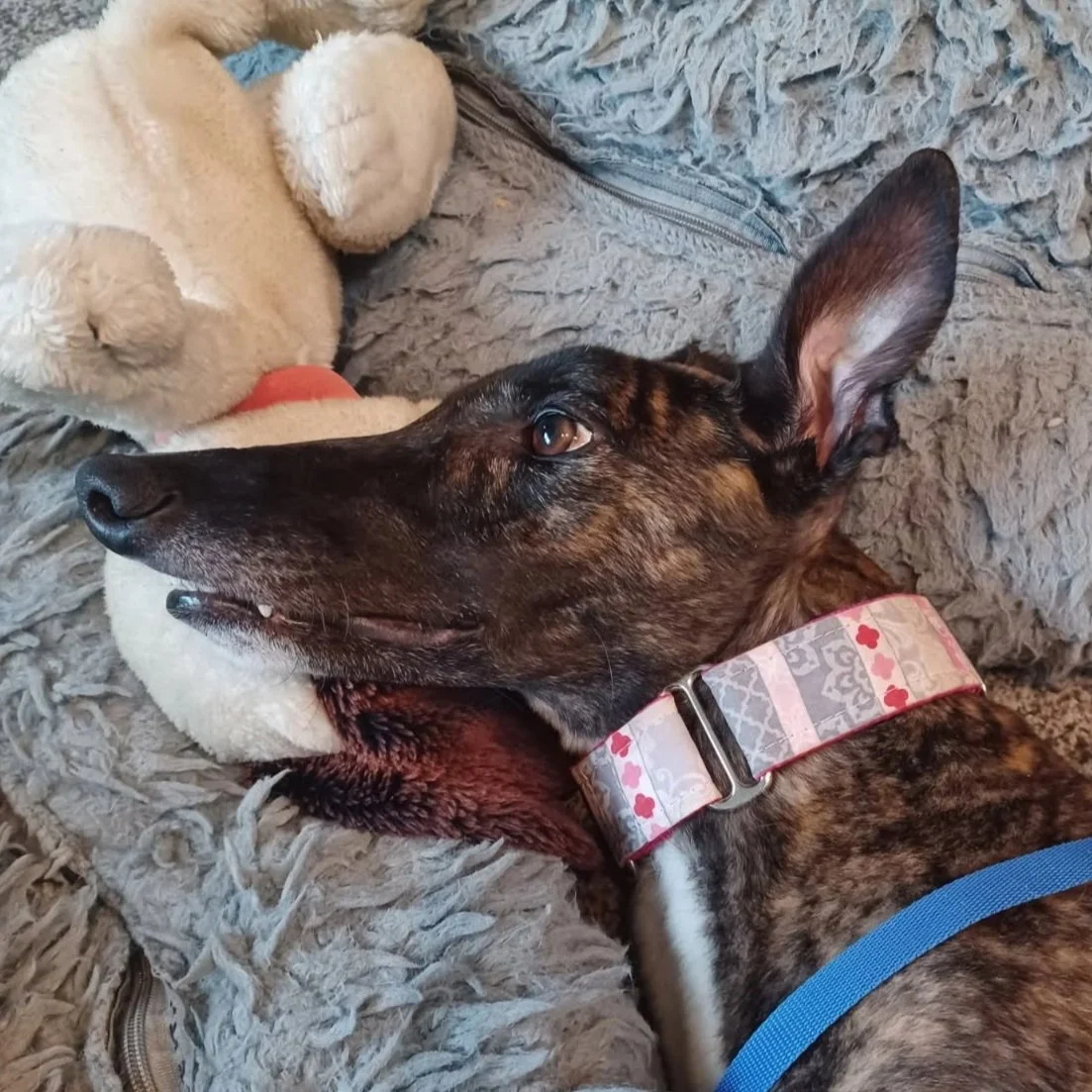 Pending Adoption: “Lexie” AKA Ww Letsi