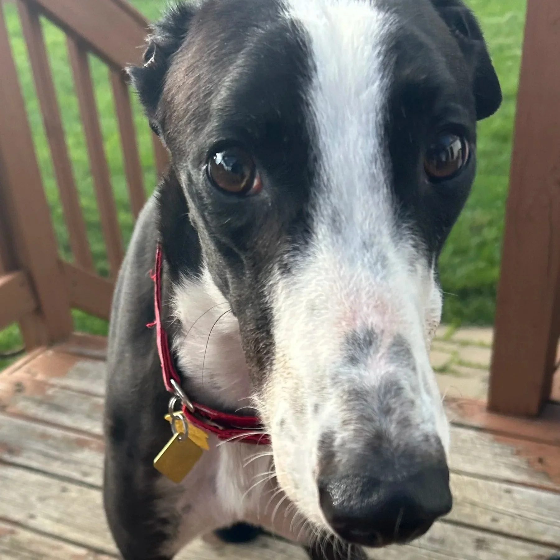Pending Adoption: “Ducky” AKA Loyal Duck