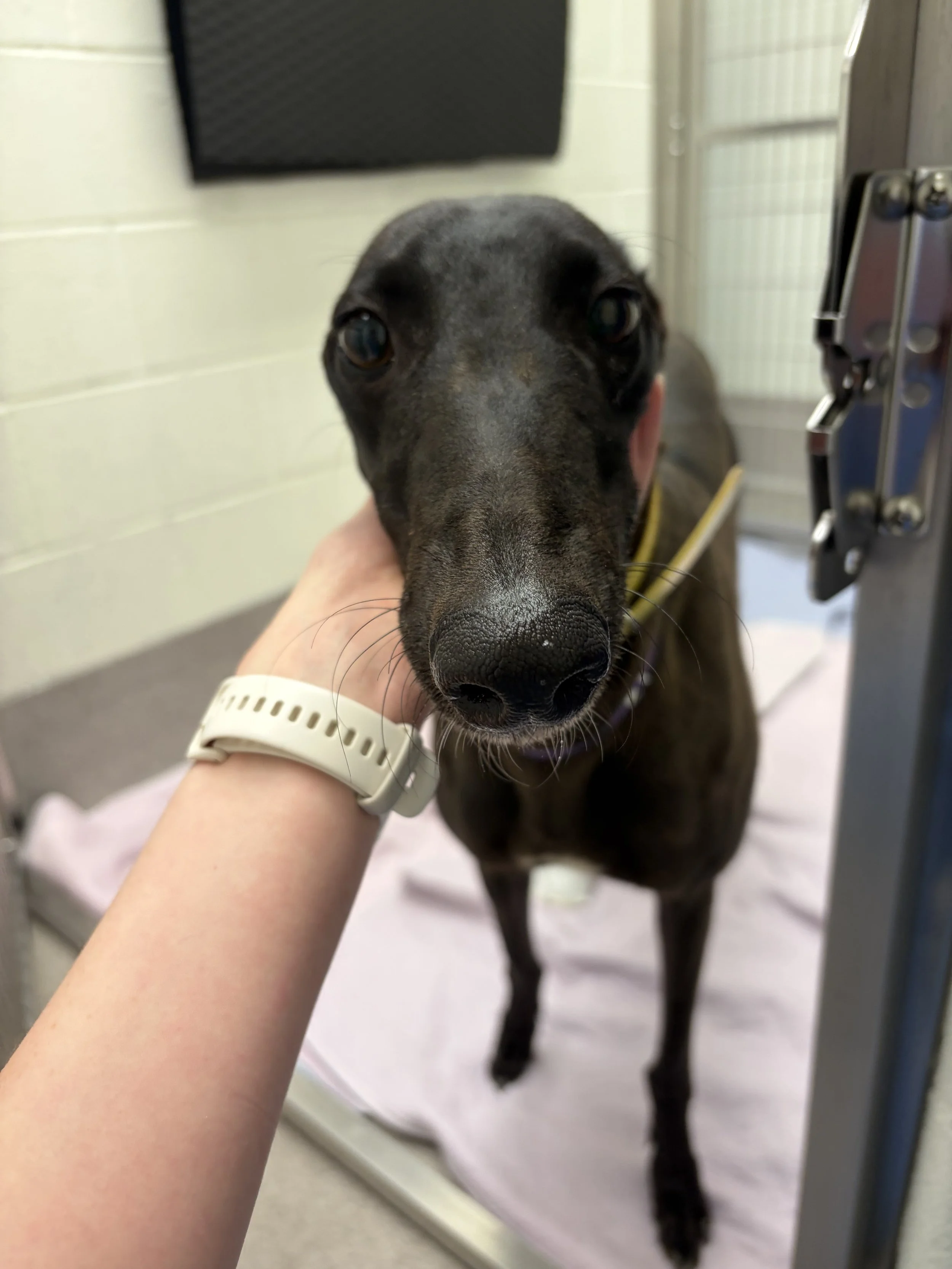 Pending Adoption: "Barbie” AKA GF Partagas