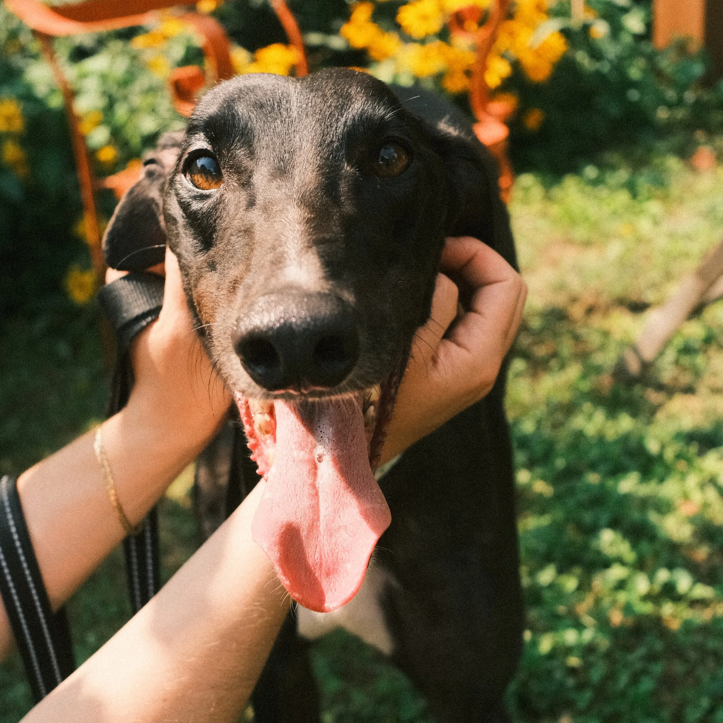 “Aggie” AKA Agamemnon