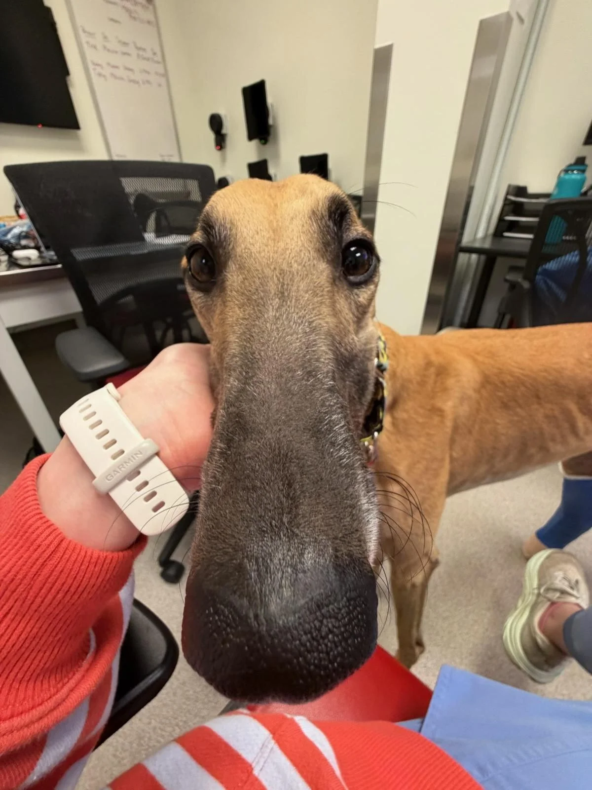 Pending Adoption: "Red” AKA DD's Retribution