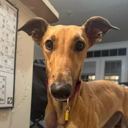 Pending Adoption: "Telma” AKA Imark Themis