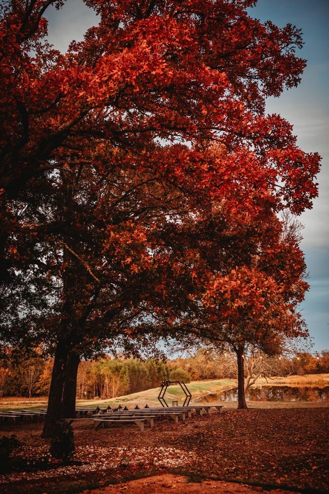 A large tree with vibrant red autumn leaves in a park, with benches and a metal sculpture near a pond in the background.