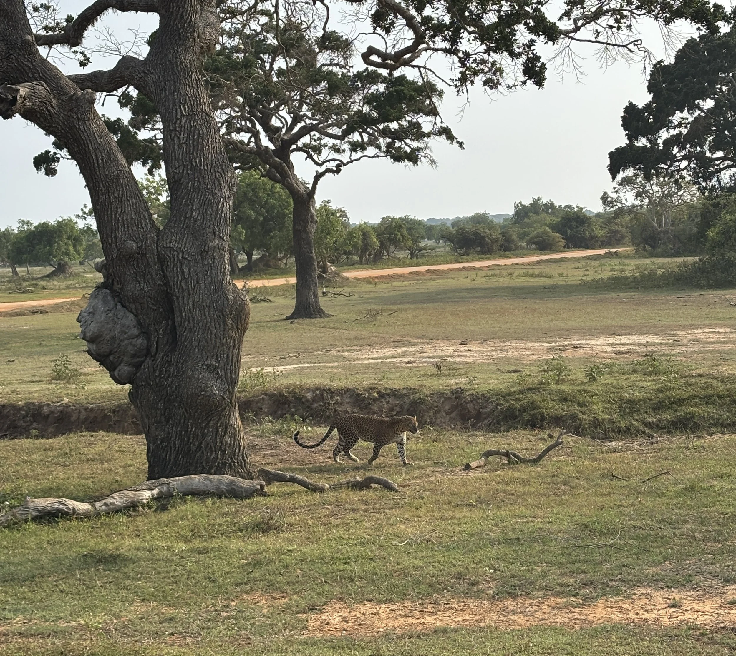Yala national park, Leopard, hunt, safari