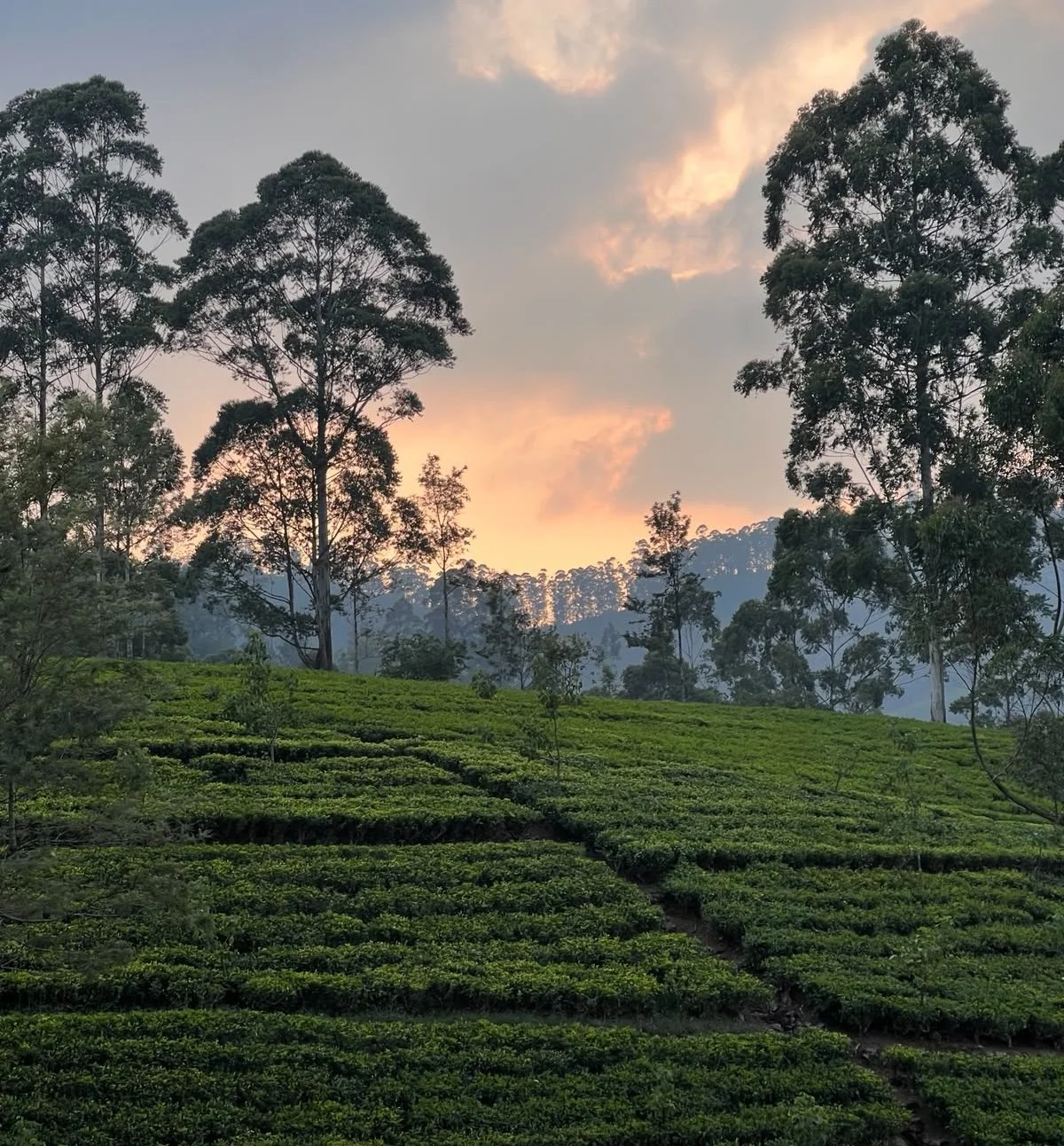 Why Sri Lanka Is Landing on Everyone’s Bucket Lists.
