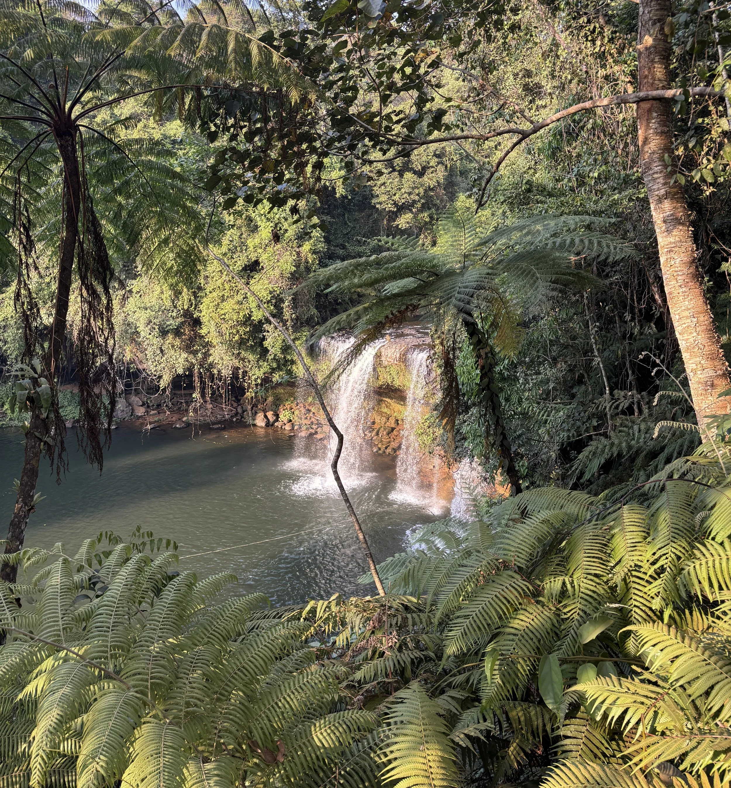 A secluded waterfall cascading into a green pool, framed by lush tropical ferns and large tree ferns in Laos.