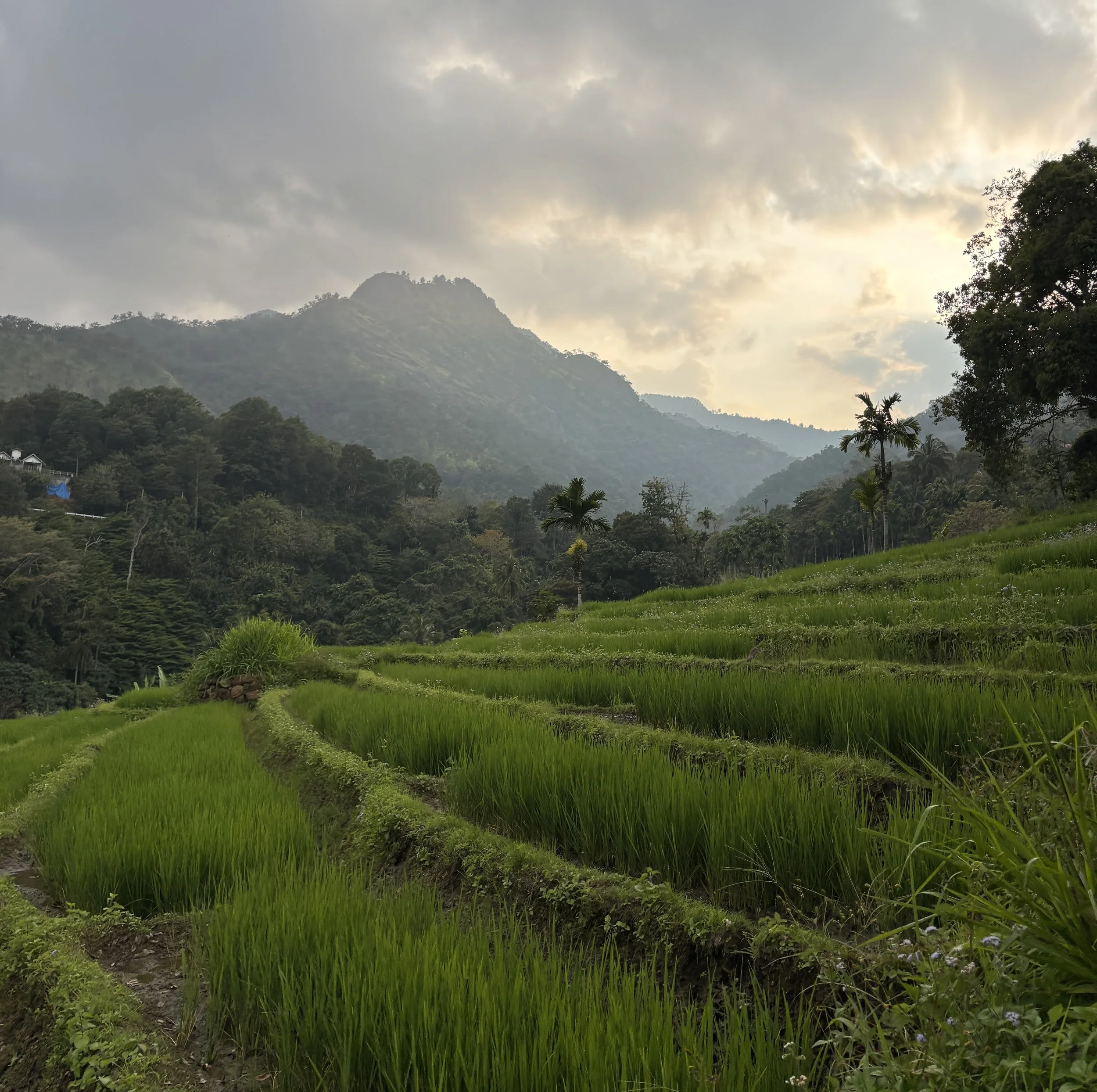 teafields, ceylon, zip-lining, rice fields, mountains
