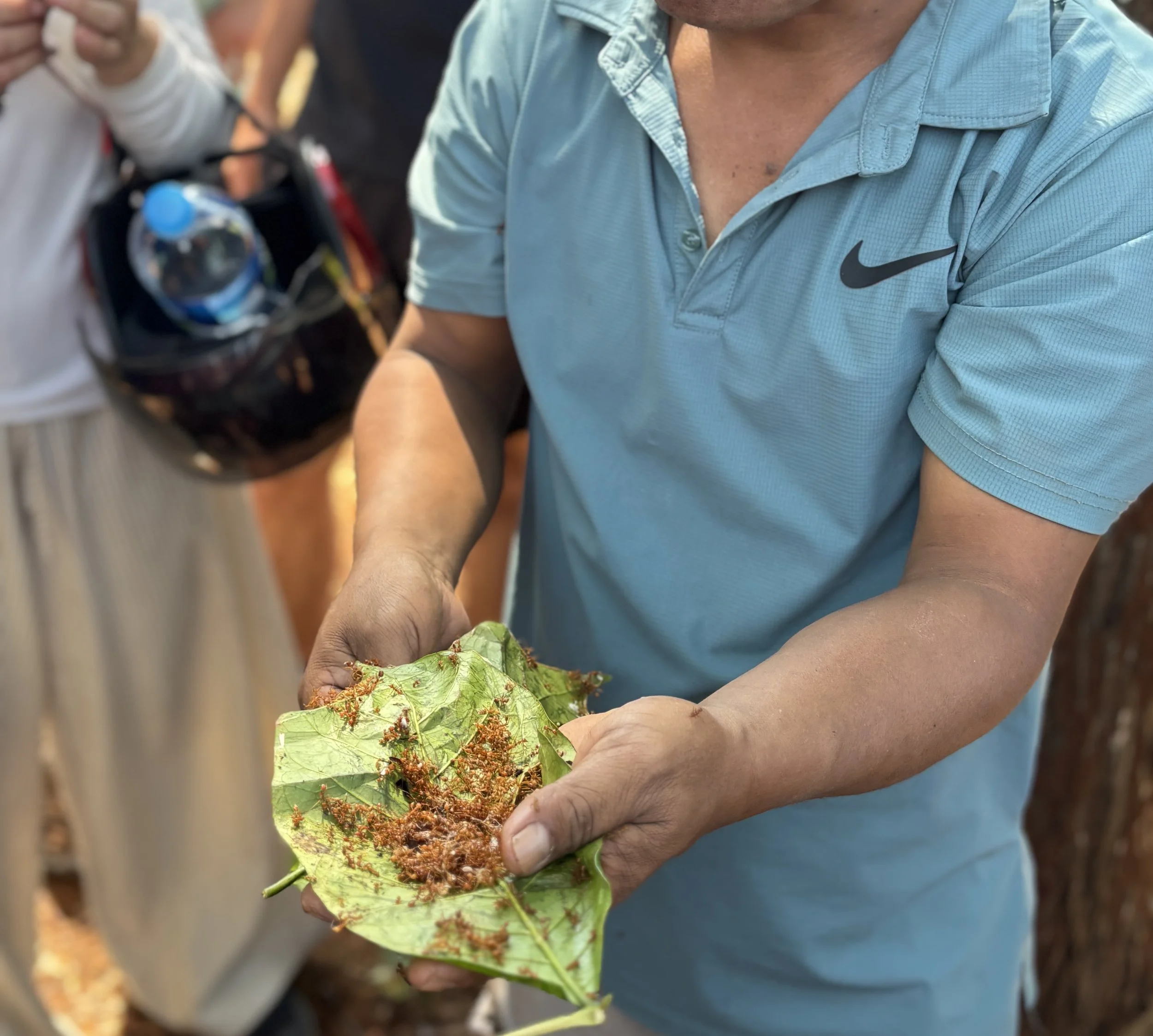 A local guide holding a large green leaf filled with freshly foraged red ants and ant eggs during a coffee plantation tour in Laos.