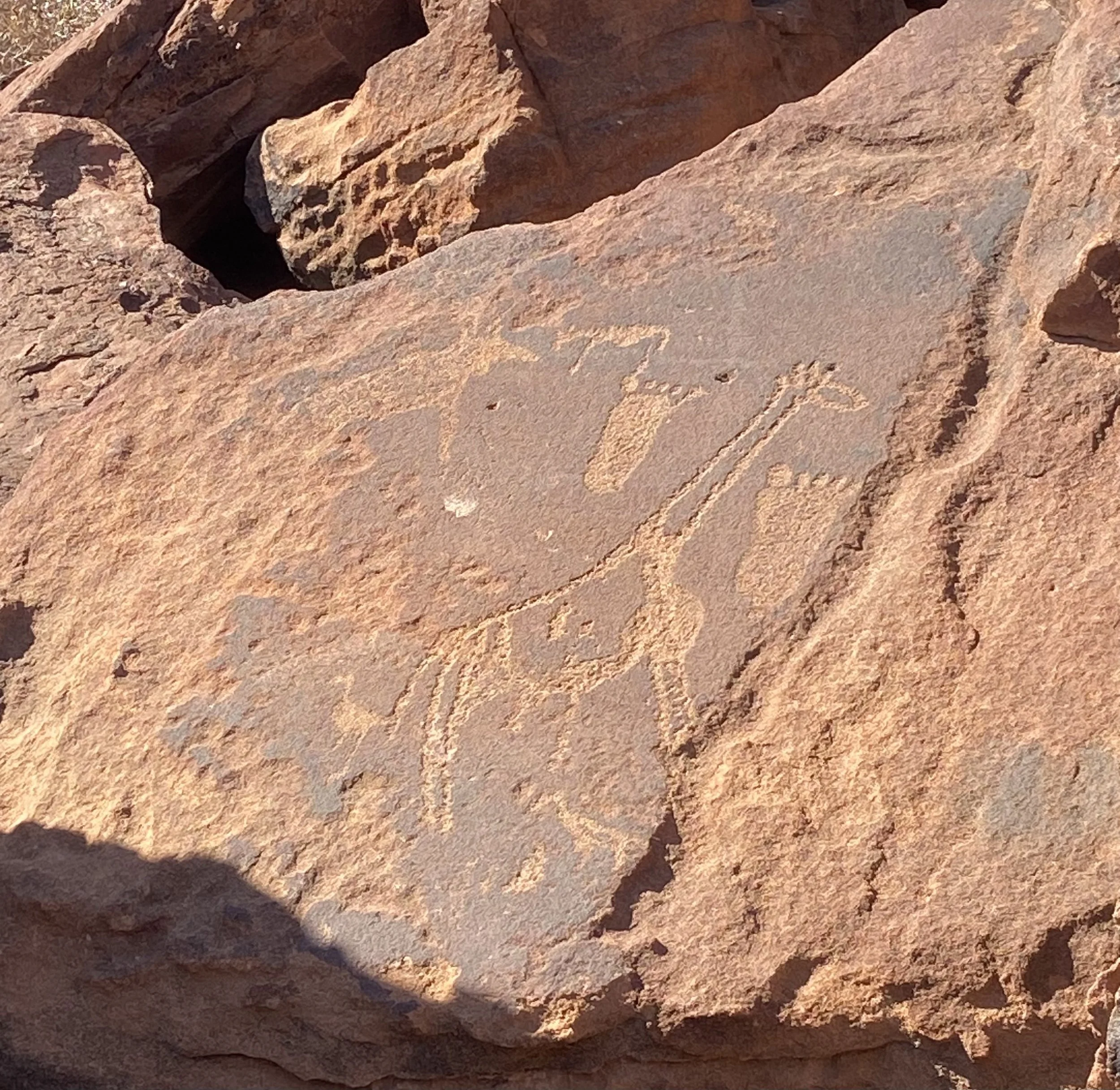 Ancient San rock engraving of a giraffe carved into red sandstone boulders near Khorixas and Twyfelfontein.