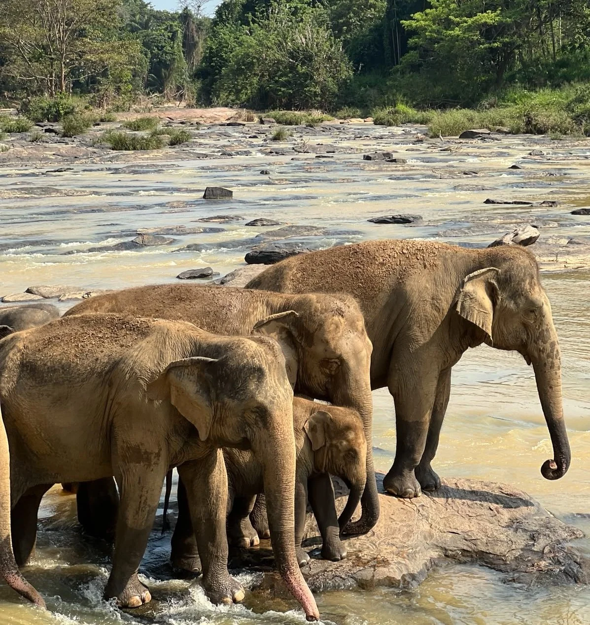Elephants bathing in the river sanctuary.