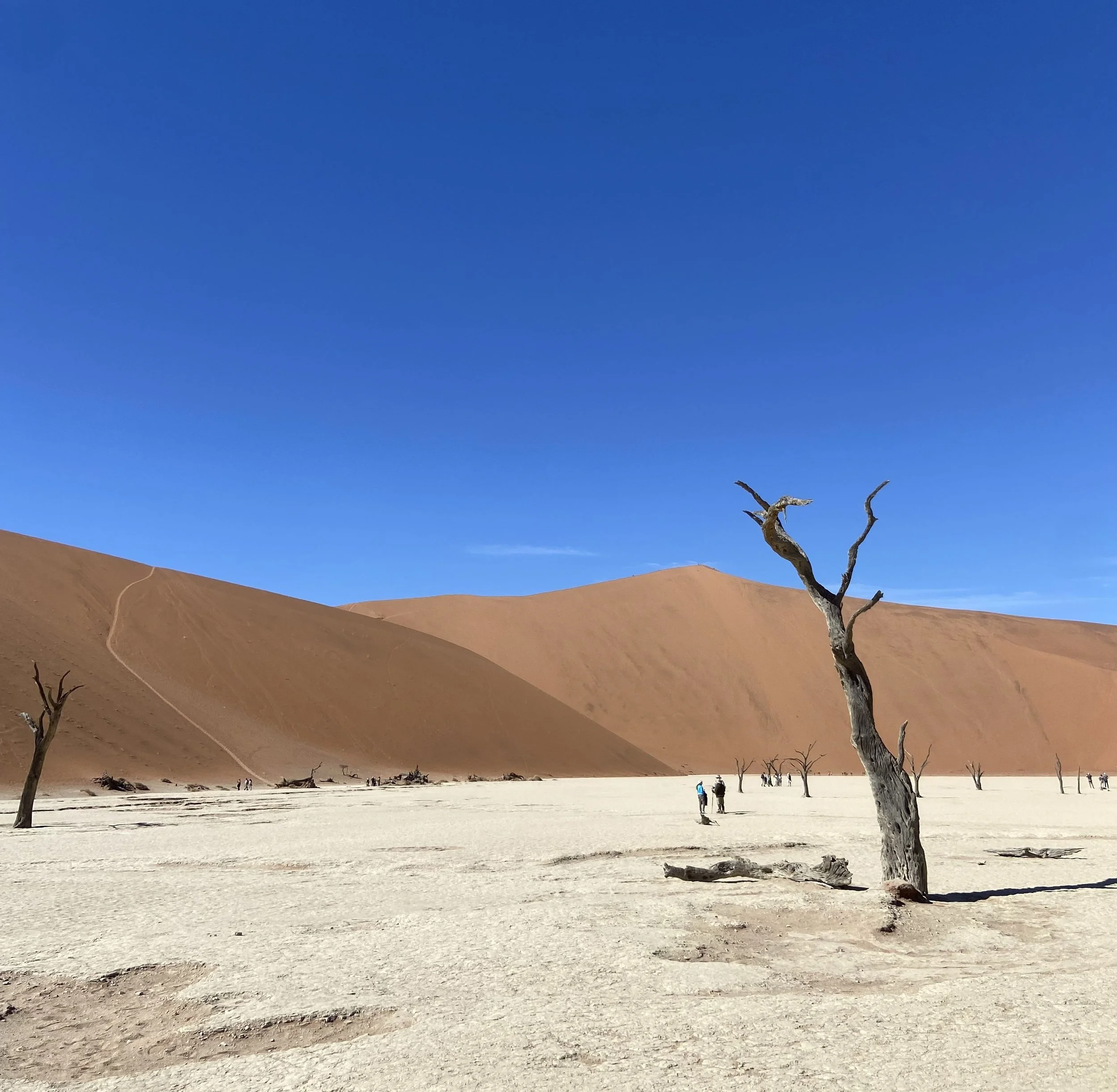 A solitary green camel thorn tree offering shade in front of towering red sand dunes in Sossusvlei.