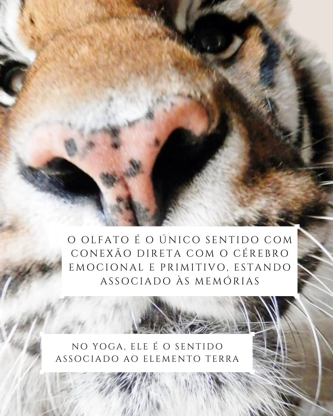 J&aacute; garantiu sua vaga em nosso aul&atilde;o + oficina arom&aacute;tica desse s&aacute;bado? 💝😍
Faremos uma deliciosa pr&aacute;tica suave com respira&ccedil;&atilde;o, e depois a professora Vic ir&aacute; nos conduzir na produ&ccedil;&atilde;