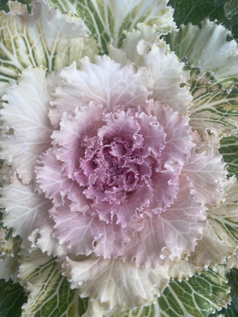 Close-up of ornamental cabbage with pink and white ruffled leaves and green foliage in the background.