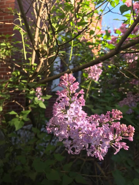 Pink lilac flowers blooming on a bush in a garden with green leaves, branches, and a brick wall in the background, illuminated by sunlight.