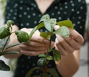 Plant MD - Live 