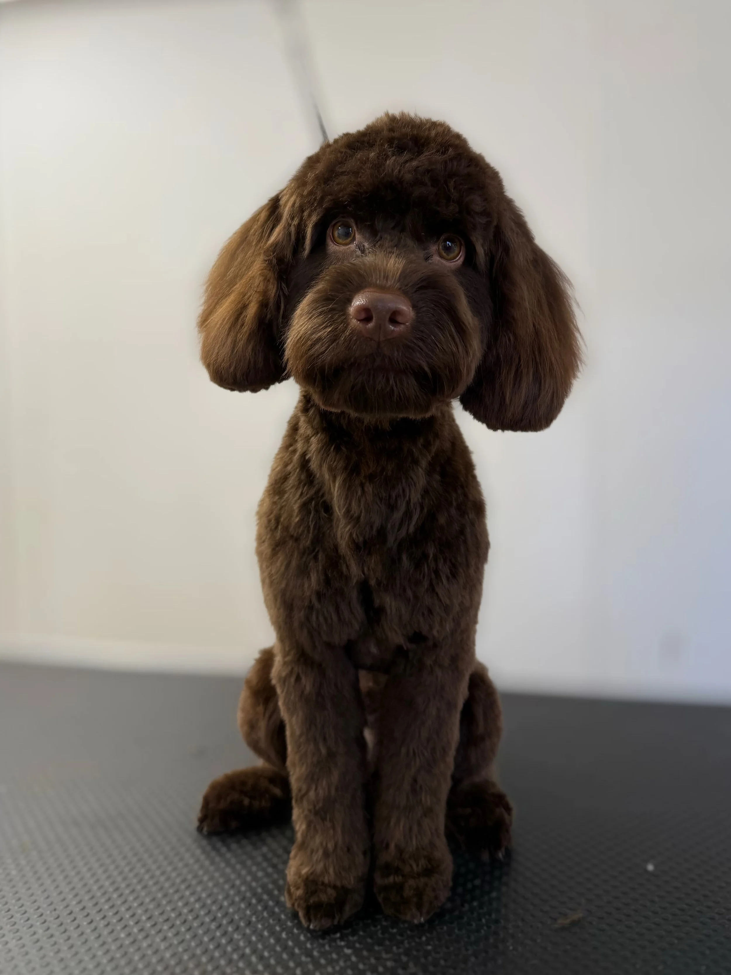 Woody cockerpoo.jpeg