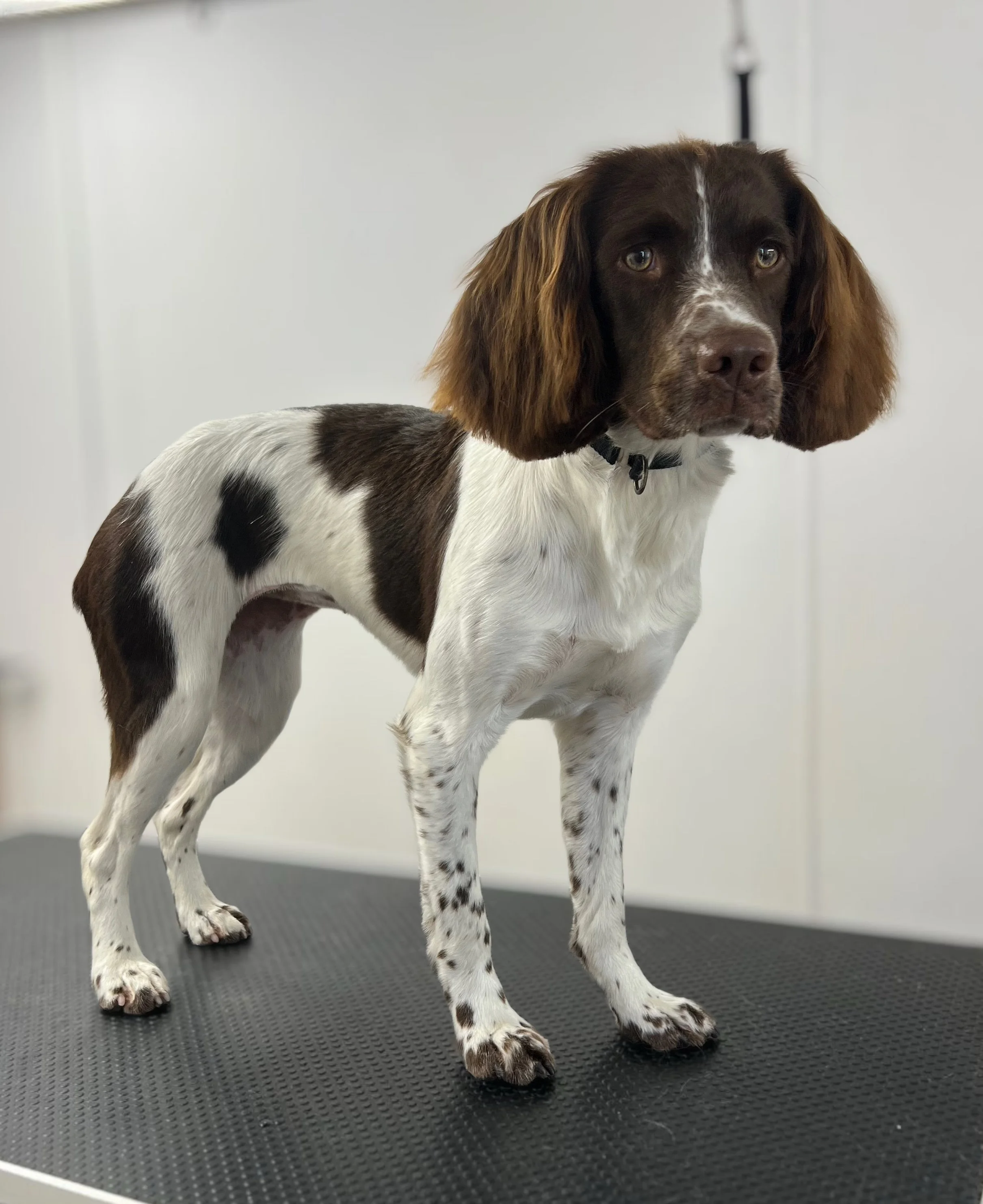 Dolly spaniel.jpeg
