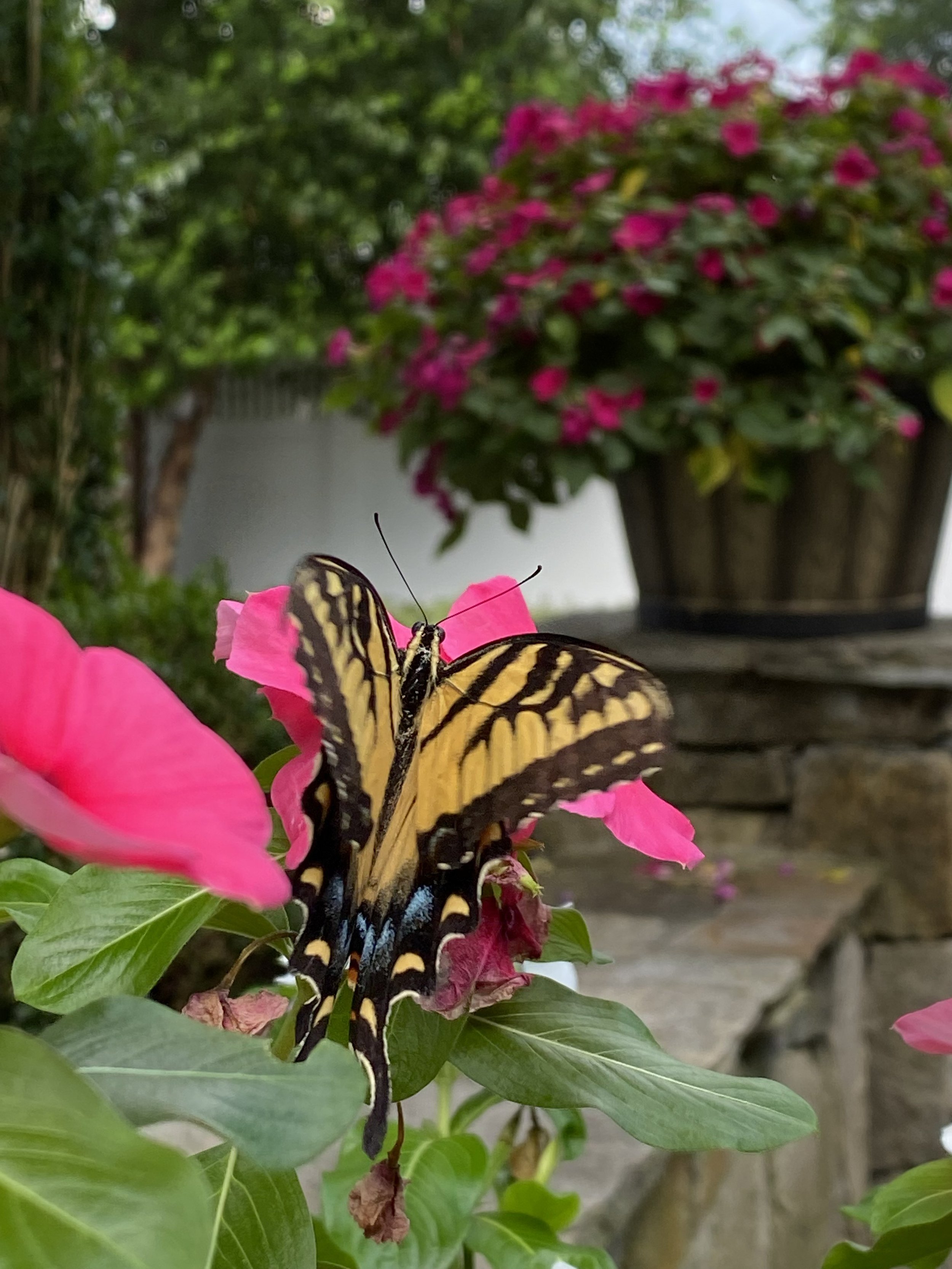 Garden Design Header.jpeg