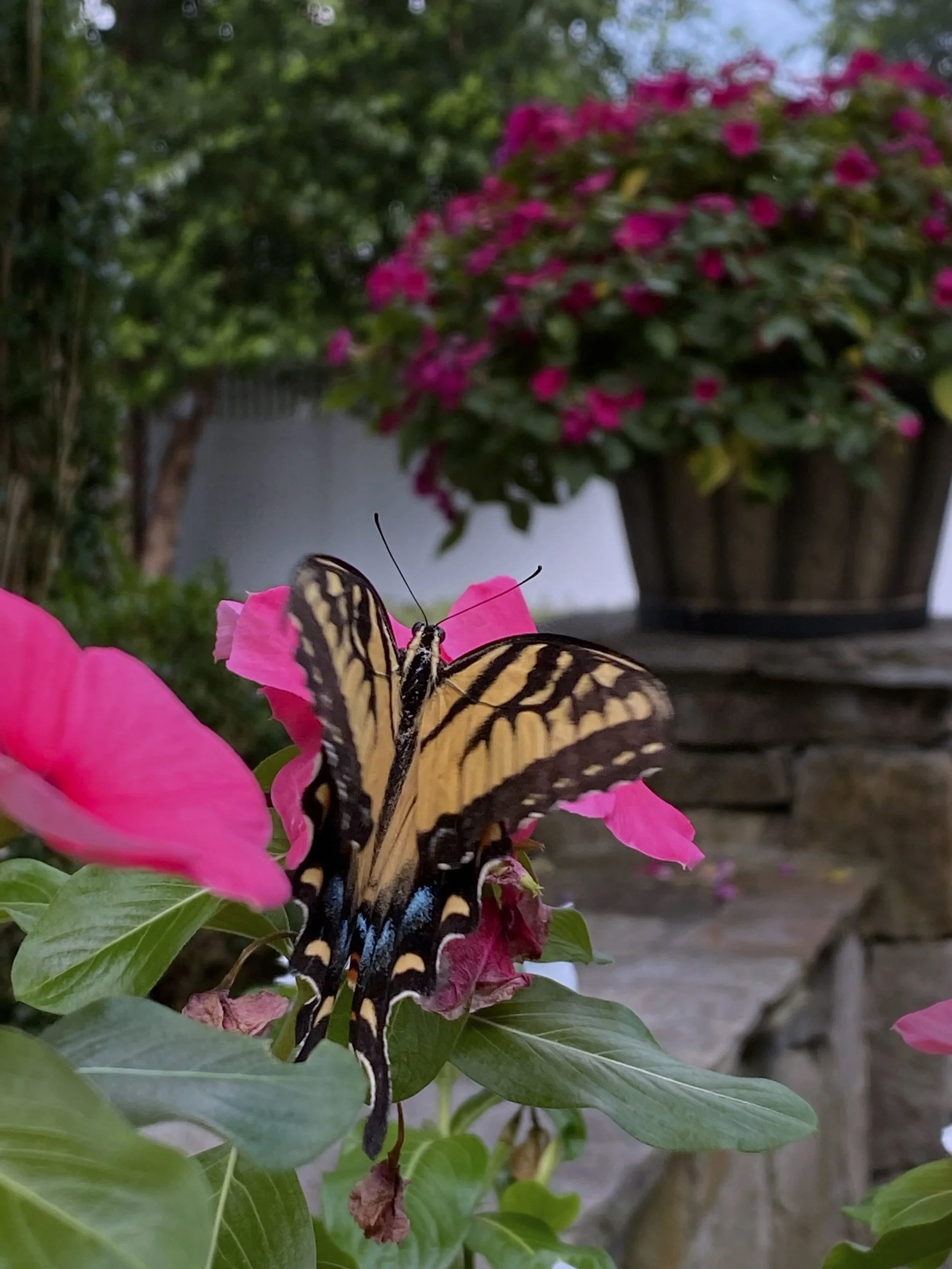 Landscape Design and Planting