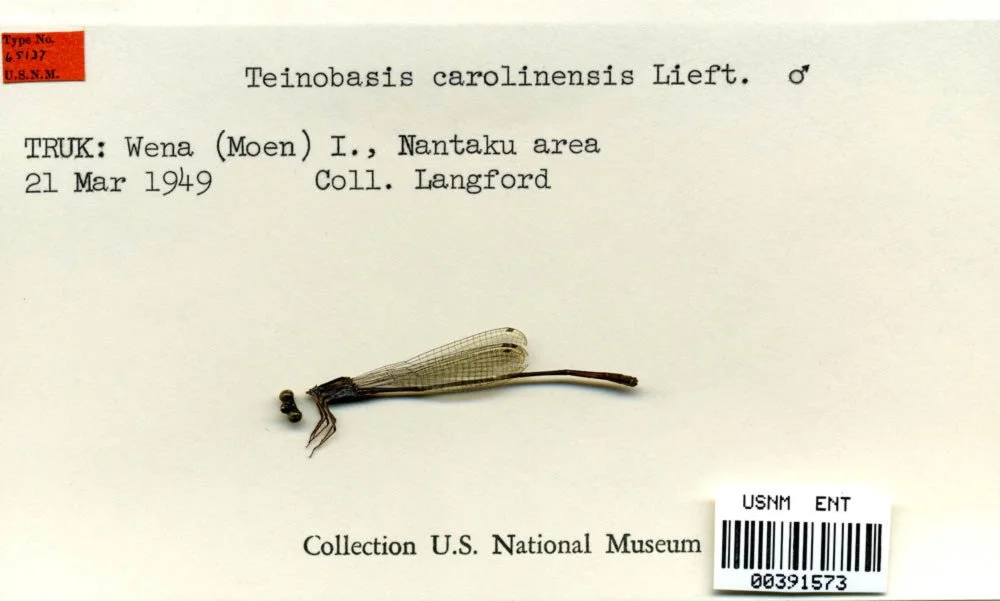 Preserved insect specimen with wings, identified as Teinobasis carolinensis, collected in Wena, Moen, Nantaku area on March 21, 1949, in the U.S. National Museum collection.