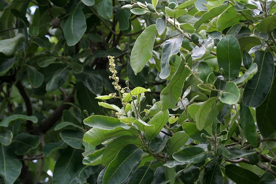 Close-up of green leaves and a flowering branch of a magnolia tree.
