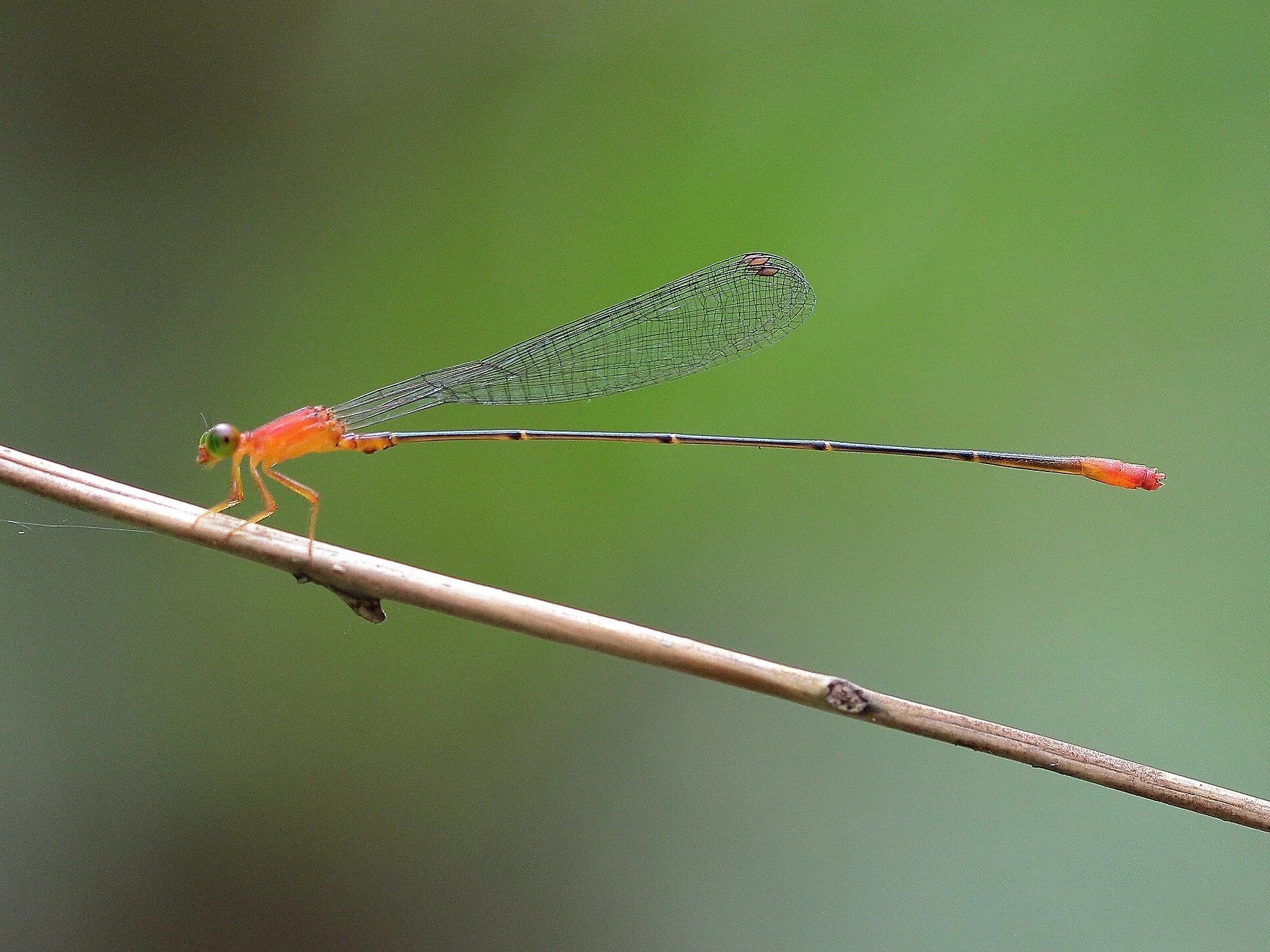 Close-up of a damselfly perched on a thin branch with a blurred green background.