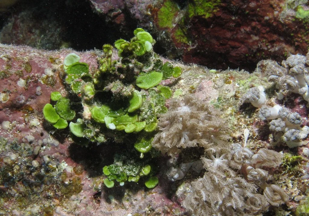 Underwater scene with green encrusting algae, white coral, and various small marine organisms on a rock.
